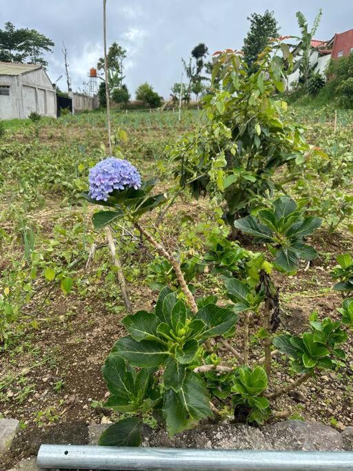 Jason Farm Villa Pacet  Εξωτερικό φωτογραφία